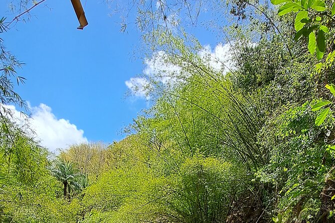 2 Hours Trekking Waterfall Tour in Tobago - A rainforest walk with a proper reward
