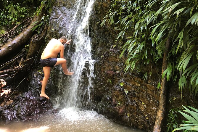 3 Hours Rainforest Walk in Tobago (Private) Lunch + Hummingbirds - Watching for birds, plants, and wildlife