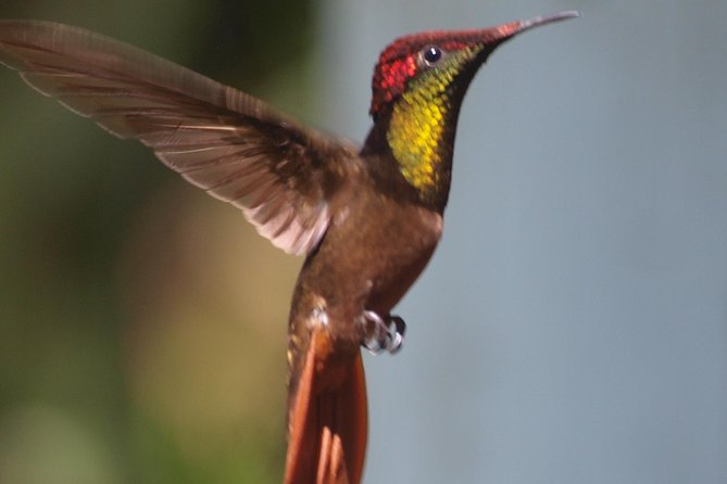 Argyle Waterfall with Adventure Farm - The drive along Tobago’s Windward Coast