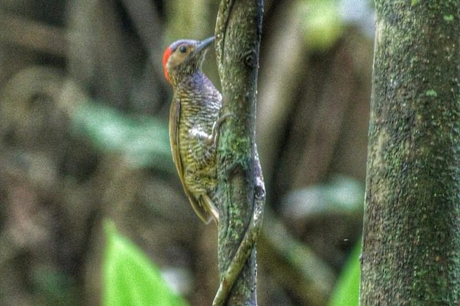 Bird Watching Tours - Why Michael’s local eye matters in Tobago