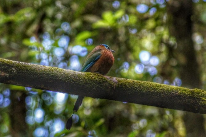 Bird Watching Tours - A custom tour instead of a fixed bird list