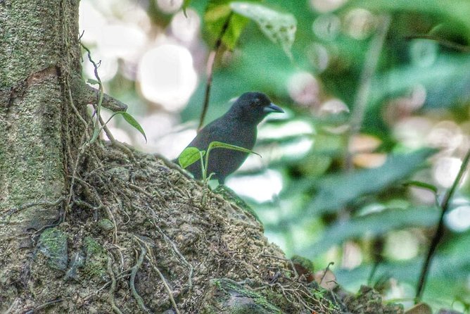 Bird Watching Tours - Pickup, transport, and the small-group advantage