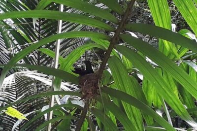 Bird Watching Tours