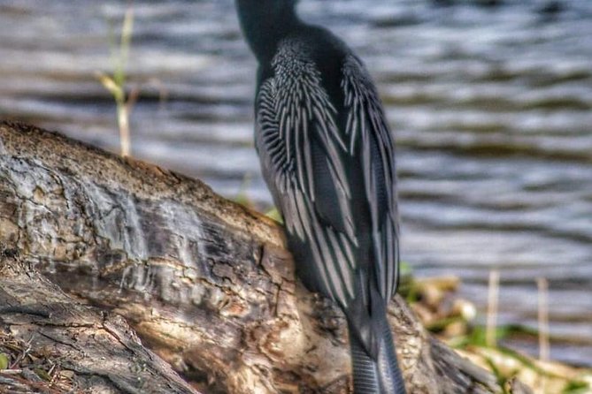 Bird Watching Tours - How active is the three-hour outing?