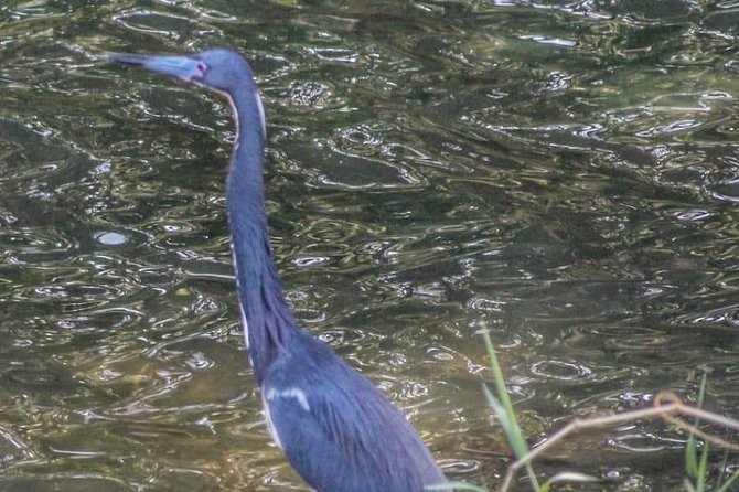 Bird Watching Tours - What the $90 price buys you