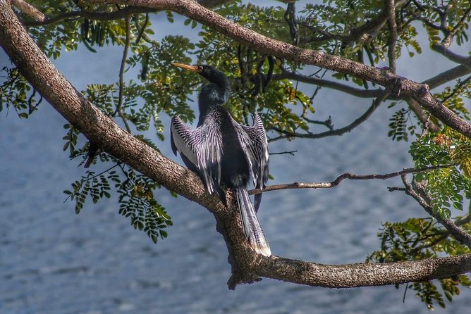 Bird Watching Tours - Who will enjoy this most?