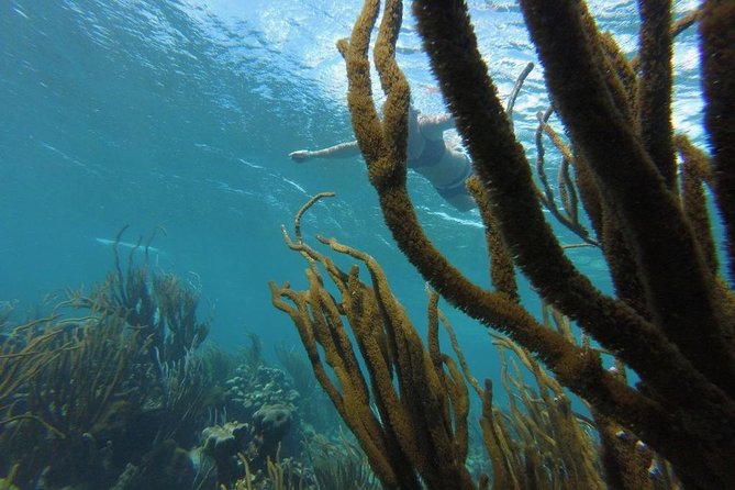 Buccoo Reef and Nylon Pool Adventure - Additional stops and a flexible private route