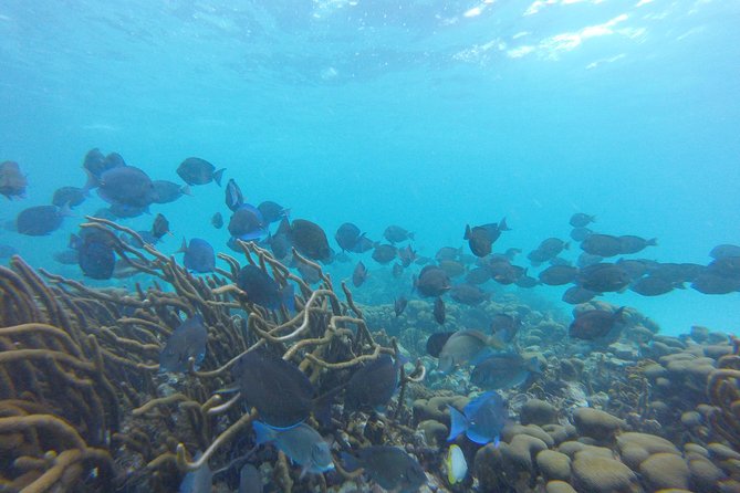 Buccoo Reef and Nylon Pool Adventure - Timing, weather, and what to bring