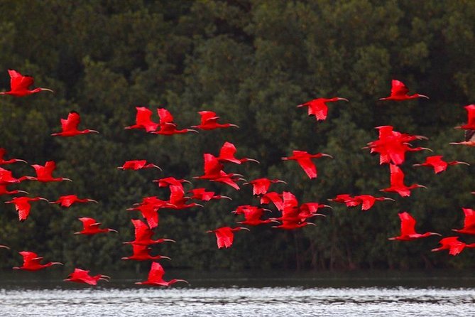Caroni Bird Sanctuary Tour - Key points to know before you book