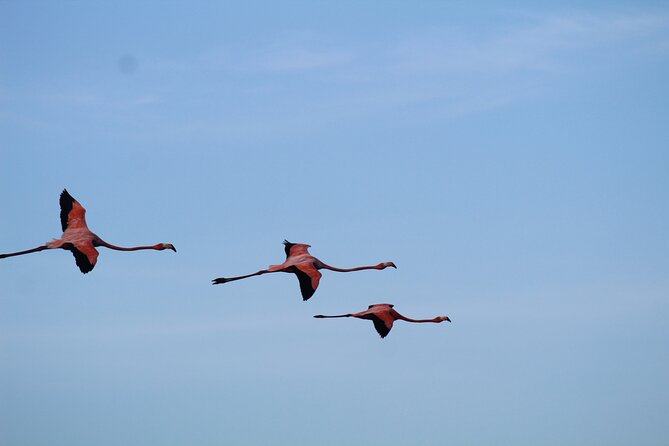 Caroni Bird Sanctuary Tour - Why the scarlet ibis finale makes this tour special
