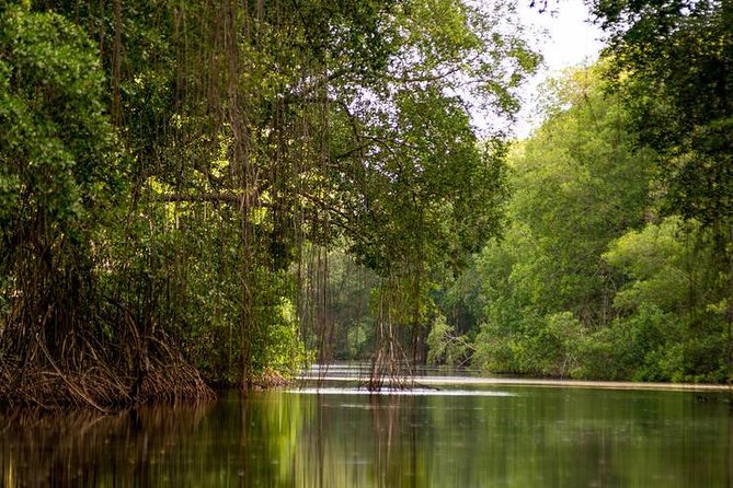 Caroni Bird Sanctuary Tour - Through Caroni Swamp by flat-bottomed boat