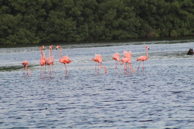 Caroni Bird Sanctuary Tour - What the guides add to the experience