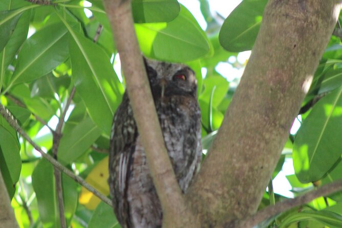 Caroni Bird Sanctuary Tour - The wildlife list is broad, but sightings are never guaranteed