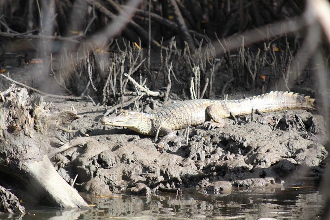 Caroni Bird Sanctuary Tour - Practical tips for a better afternoon