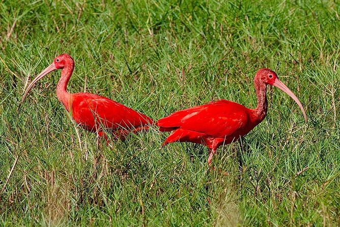 Caroni Swamp wildlife Tour - Key points to know before booking