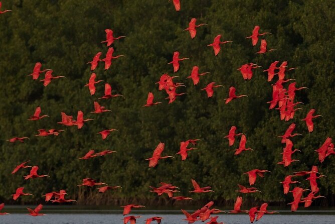 Caroni Swamp wildlife Tour - Why Caroni Swamp is worth your time