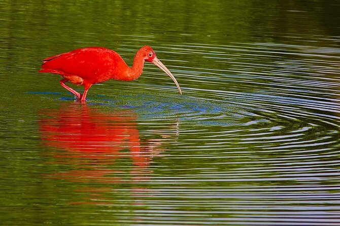 Caroni Swamp wildlife Tour - What happens on the pi-rogue