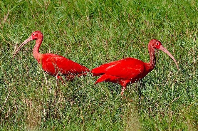 Caroni Swamp wildlife Tour - Who will enjoy this tour most?