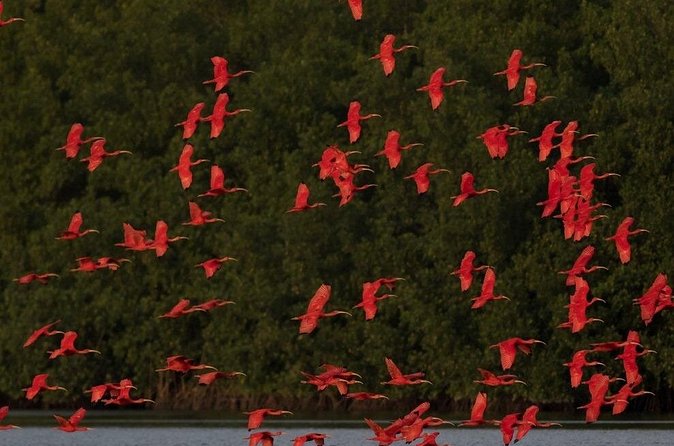 Caroni Swamp wildlife Tour - From hotel pickup to the Caroni Bird Sanctuary