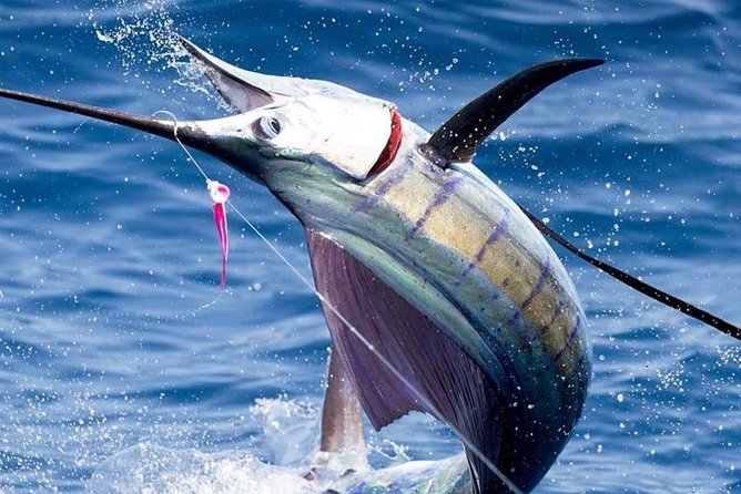 Deep Sea Fishing (Street Food and Beer Included) - Key points at a glance