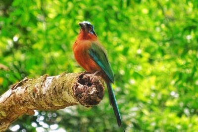 Full Day Group Tour in Tobago Atlantic Coast
