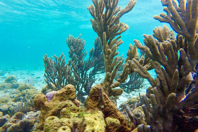 Glass Bottom Nylon Pool Tour in Buccoo Reef - Why Buccoo Reef makes a good short Tobago outing