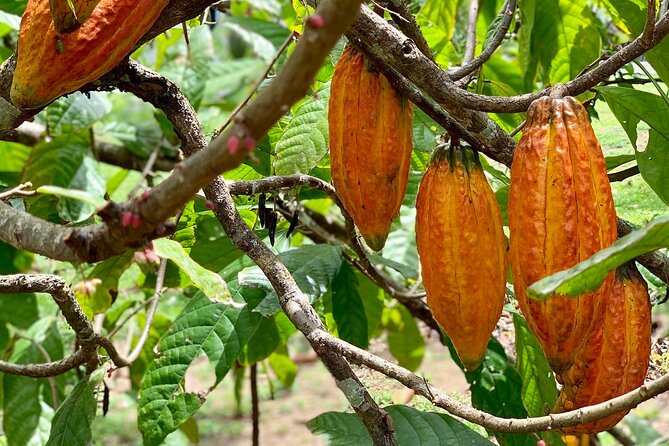 Half-day 3-Course Cocoa Lunch Tour in Trinidad - Leaving Port of Spain at 10:30 a.m.