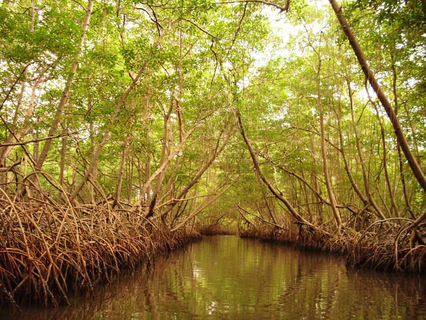 Port of Spain: Caroni Bird Sanctuary by Boat - Why Caroni Bird Sanctuary feels different from a standard boat trip