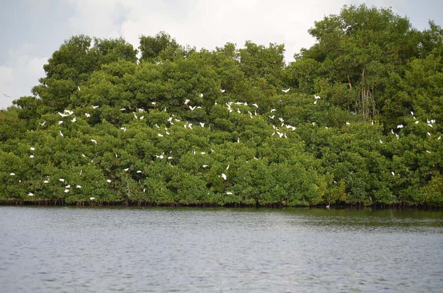 Port of Spain: Caroni Bird Sanctuary by Boat - Through mangrove channels and open water