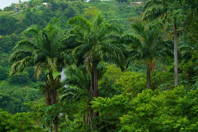 Rainforest Tour - Key points to know before booking