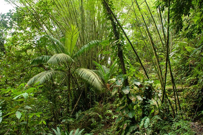 Rainforest Tour - Walking through Tobago’s 1776 forest reserve
