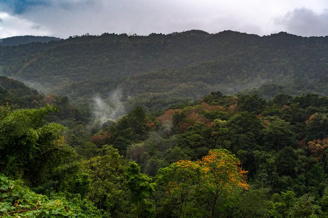 Rainforest Tour - Birds, crabs, plants, and quiet forest sounds