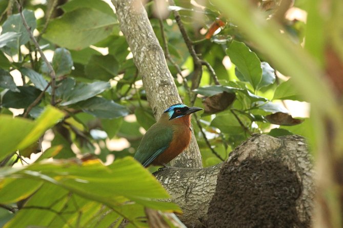 Rainforest Tour - The optional hour at Argyle Waterfall