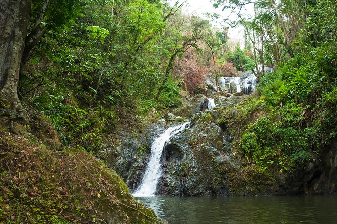 Rainforest Tour - Why private transportation matters in Tobago