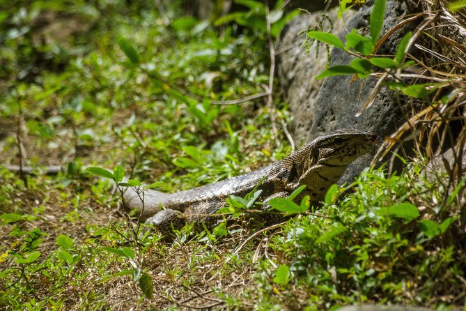 Rainforest Tour - The $140 price and what you receive