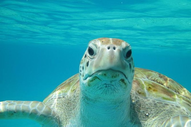 Snorkeling Tour (with Light Refreshments) - Quick points to know before you book