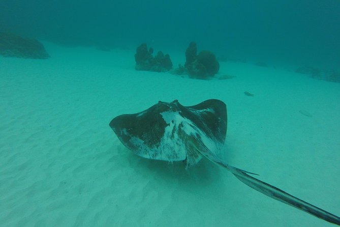Snorkeling Tour (with Light Refreshments) - Why Buccoo Reef is the star of the trip