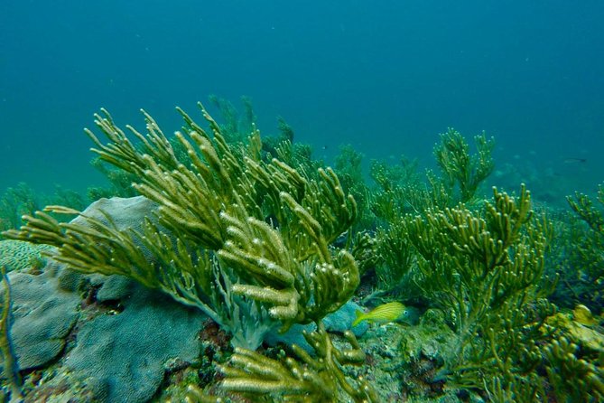 Snorkeling Tour (with Light Refreshments) - What the $80 price includes