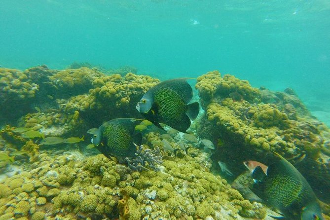 Snorkeling Tour (with Light Refreshments) - A small boat can make the day easier