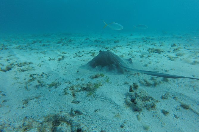 Snorkeling Tour (with Light Refreshments) - Timing, pickup, and the odd schedule detail