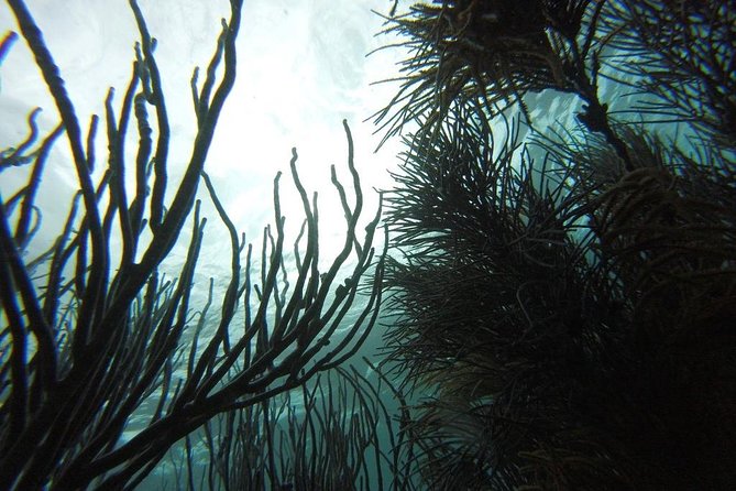 Snorkeling Tour (with Light Refreshments) - A word about the guide and boat crew