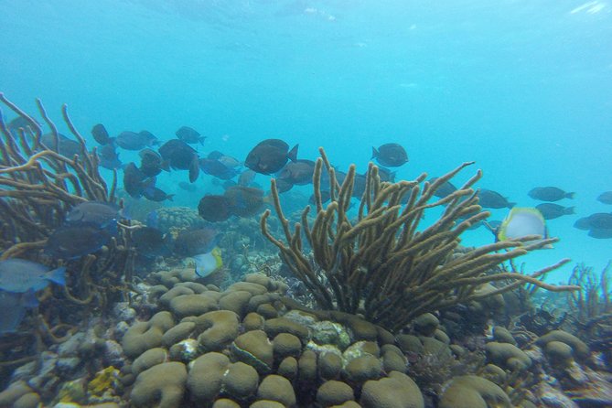 Snorkeling Tour (with Light Refreshments) - Who will get the most from this excursion?