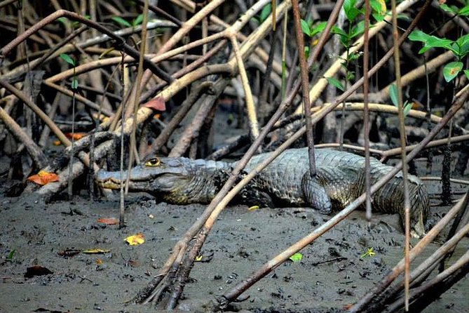 Sunset Boat Tour into Caroni Wetlands - What You May See Among the Mangroves