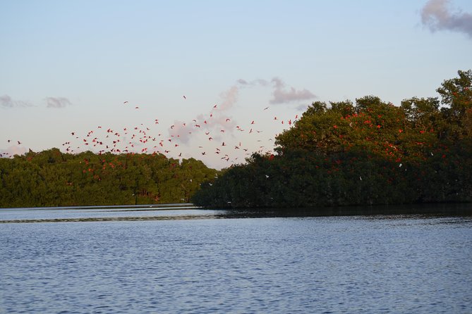 Sunset Boat Tour into Caroni Wetlands - Why Patience Matters on This Boat Trip