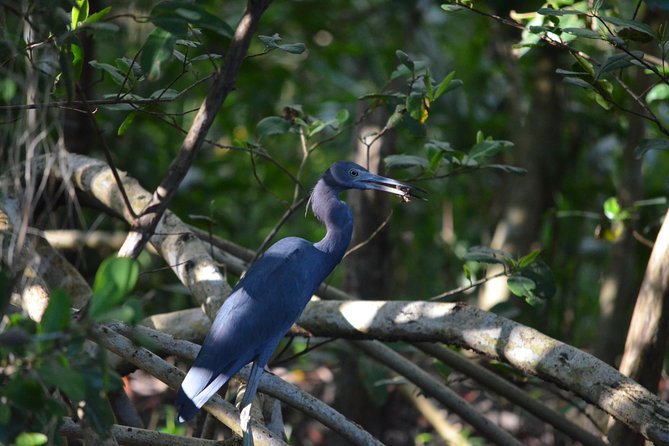 Sunset Boat Tour into Caroni Wetlands - The Value of the $67 Price