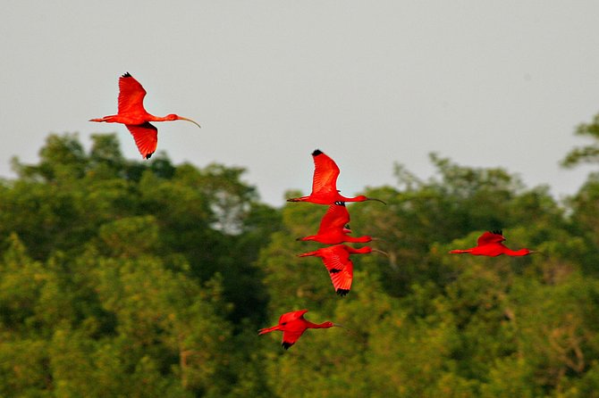 Sunset Boat Tour into Caroni Wetlands - Photography Tips for the Scarlet Ibis Return