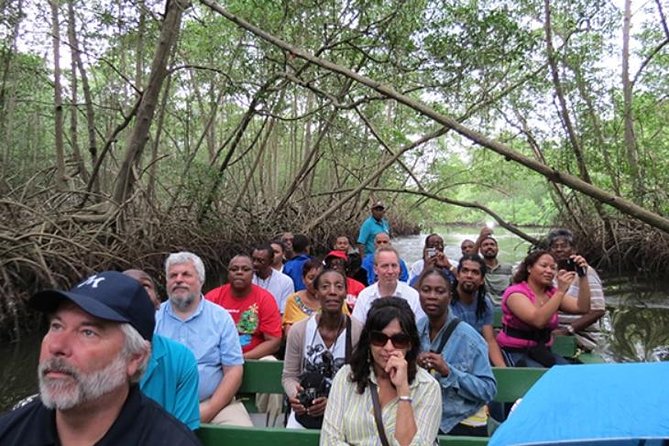 The Scarlet Ibis - Caroni Swamp Tour - Key points to know before you book