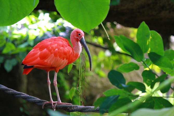 The Scarlet Ibis - Caroni Swamp Tour - The Scarlet Ibis Return at Dusk