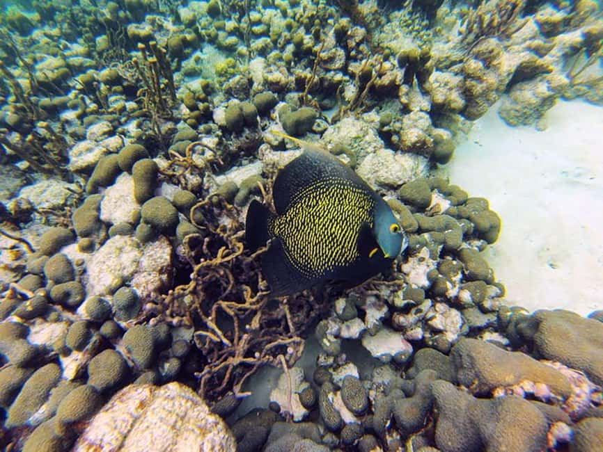 Tobago: Coral Reef Boat Tour with BBQ and Transfer - What the crew adds to the day