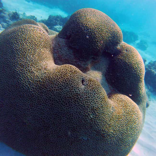Tobago: Coral Reef Boat Tour with BBQ and Transfer - Transport, timing, and what to bring
